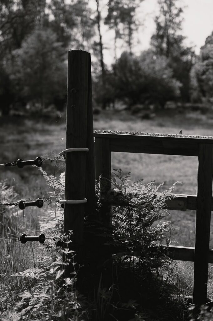 Grin in i en hage en sommardag.
